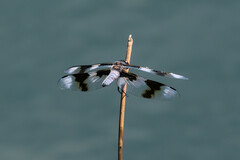 Libellula forensis