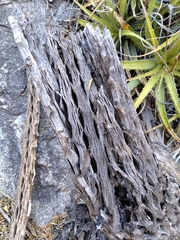 Trichocereus terscheckii