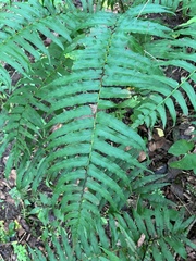 Homalosorus pycnocarpos