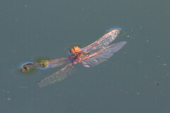 Libellula saturata