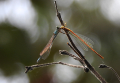 Ischnura heterosticta