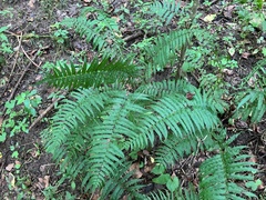 Homalosorus pycnocarpos