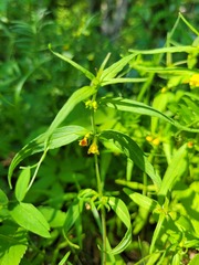 Melampyrum sylvaticum