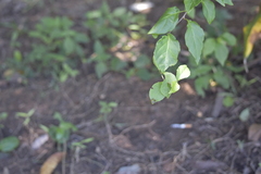 Ropalidia ornaticeps