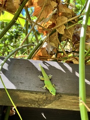 Phelsuma laticauda