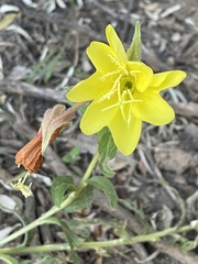Oenothera elata