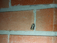 Agrotis venerabilis