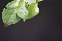 Ropalidia ornaticeps