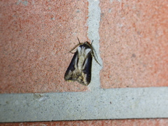 Agrotis venerabilis