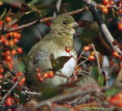 Sporophila caerulescens