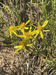 Senecio spartioides