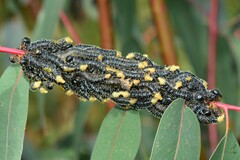 Perga affinis