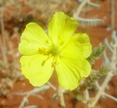 Tribulus occidentalis