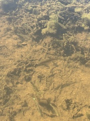 Notemigonus crysoleucas