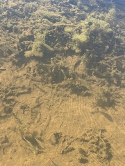 Notemigonus crysoleucas