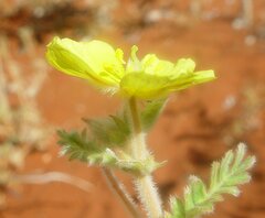 Tribulus occidentalis