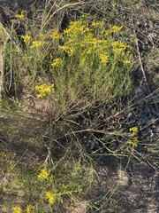 Senecio spartioides