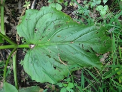 Symplocarpus foetidus