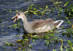 Gallinula galeata