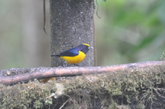 Euphonia xanthogaster