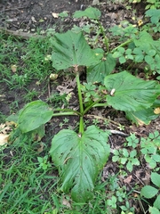 Symplocarpus foetidus