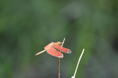 Neurothemis fulvia