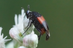 Macrosiagon cruenta
