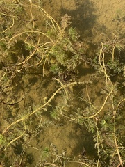Myriophyllum