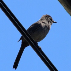 Dumetella carolinensis