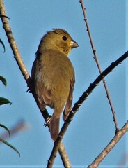 Sporophila caerulescens