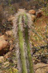 Lophocereus schottii