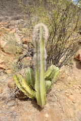 Lophocereus schottii