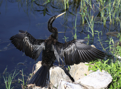 Anhinga anhinga