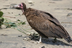 Necrosyrtes monachus