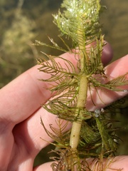 Myriophyllum