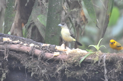 Ramphocelus flammigerus