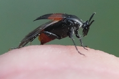 Macrosiagon cruenta
