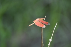 Neurothemis fulvia