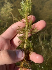 Myriophyllum