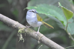 Arremonops conirostris