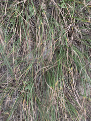 Carex geyeri