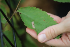 Phyllonorycter argentinotella