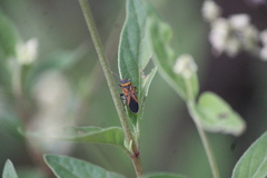 Lygaeus trux