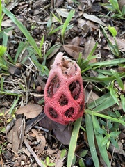 Clathrus crispus