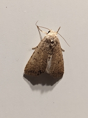 Caradrina clavipalpis