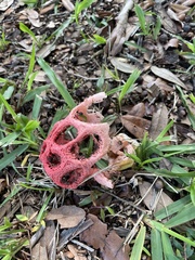 Clathrus crispus