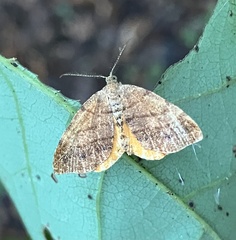 Mellilla xanthometata