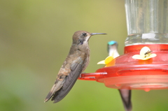 Colibri delphinae
