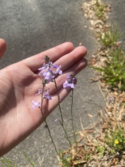 Nuttallanthus canadensis