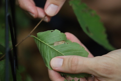 Phyllonorycter argentinotella